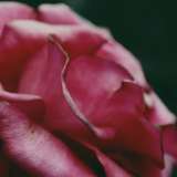 faefux from onlyfans