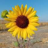 quenomirees from onlyfans