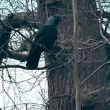 gothic_model from onlyfans