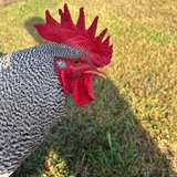 spottedcox from onlyfans