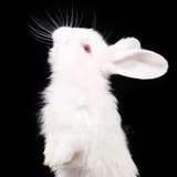 urlonelybunny from onlyfans